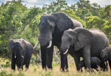 Addo Elephant Park Afrika