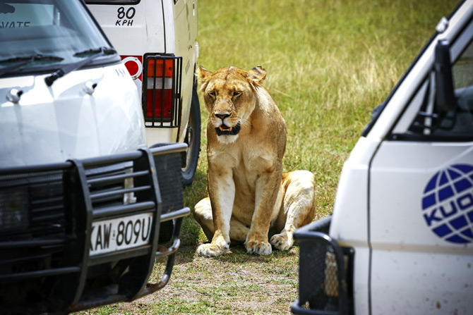 Safari in der Masai Mara